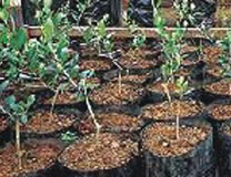 Cultivo de Oliveiras
